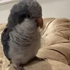 ببغاء دره مفقود اسمه كوكي اخر مره شوهد في طيب الاسم