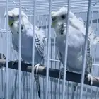 زوج بادجي هوقو تم البيع