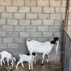 معزا للبيع تحتها ثنين