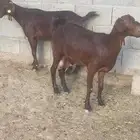 عنقان دهم دبس ( تم البيع )