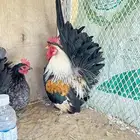 دجاج جبنيز اقزام طقمين