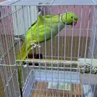 ببغاء دره ذكر