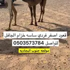 قعود اصفر ساسه خزام الجافل