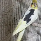 للبيع ذكر كروان بايد الي توقف عليه سومه نصيبه