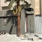نخل واشنطوني