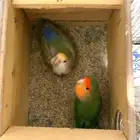 جوز روز منتج شبه اليف للبيع