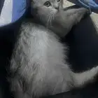 تبني قطه انثى شيرازية العمر سنة ونص مطعمه بدون شي بس شنطة