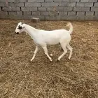عنز للبيع