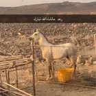 خيل شعبي