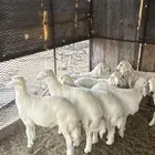طليان تربيه