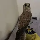 موجود شبوط على شرط