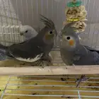 زوج كروان وروز