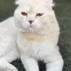 قط سكوتش فولد للبيع