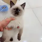 قطه هملاي للبيع