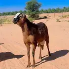 فحل جذع ساكني ع الشرط