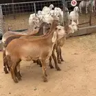 للبيع رخال سواكن