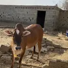 حسيله للبيع
