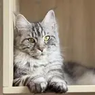 قطة ماين كون انثى للبيع