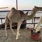 ناقه وبكره لقيه