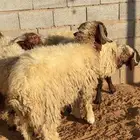 ذبايح نعيم مغلقه