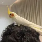 كروان البينو عيون حمر اليف