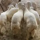 4 خرفان ورخل