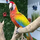 الهجين النادر يردي مكاو ( مصرح بشهادة ملكية )