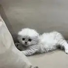 كتن سكوتش فولد