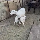 شاه كفو للبيع متاومه