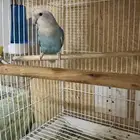 روز