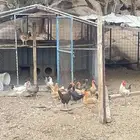 دجاج بلدي بياض