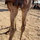 للبيع خلفه تحتها بكره