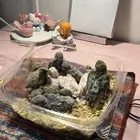 فروخ روز غر الوان جباره
