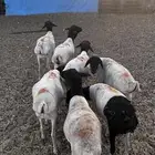 برابر للبيع