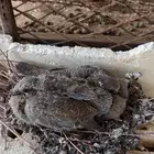 قمري