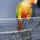 كنيور   اناناس رد فاكتور