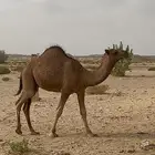 قعود مفرود للبيع