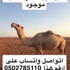 فحل