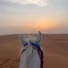 يعلن مربط الرهوان عن تقديم خدمات الايواء