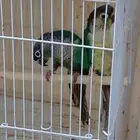 فروخ كنيور بلو شك و بلو ارتكواز