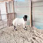 فحل نعيمي صنف