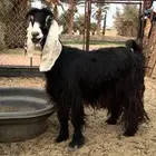 عنز عارضيه صنف