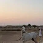 حصان عربي واهو للبيع العمر سنتين باقي مقاطعه خاص