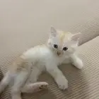 قطوه كتن عمر شهرين