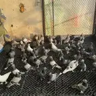 للبيع حمام تركي