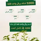 شتلات بريه بريال واحد فقط
