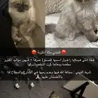 للتبني قطه راغدون انثى