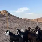 تيوس بلدي عوارض بريه لباب بيتك