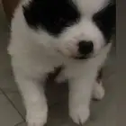 كلب بومرينيان