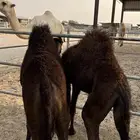 حيران لبانية قشطه